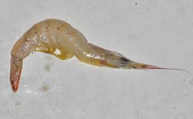 Camarón pomada