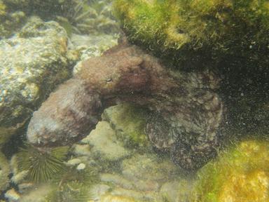 Pulpo de las Galápagos