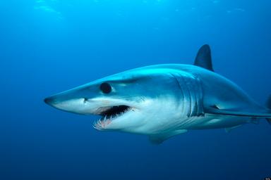 Mako