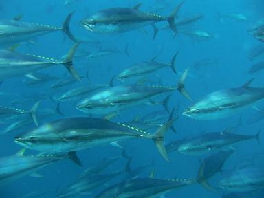 Atún aleta azul