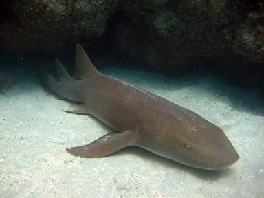 Tiburón gata