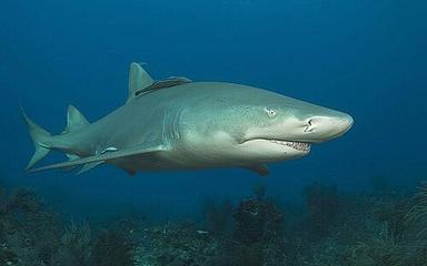 Tiburón limón