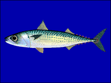 Macarela pintoja